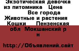 Экзотическая девочка из питомника › Цена ­ 25 000 - Все города Животные и растения » Кошки   . Пензенская обл.,Мокшанский р-н